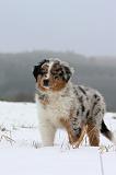 BERGER AUSTRALIEN PUPPIES 427